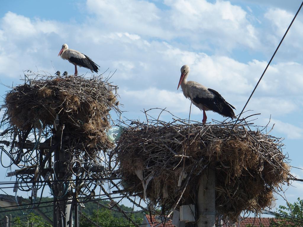 Bed & Breakfast Delikates Stojakovo Dış mekan fotoğraf